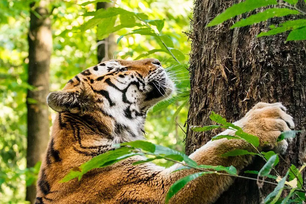 bengal tiger scratching trees to mark its territory in jungle