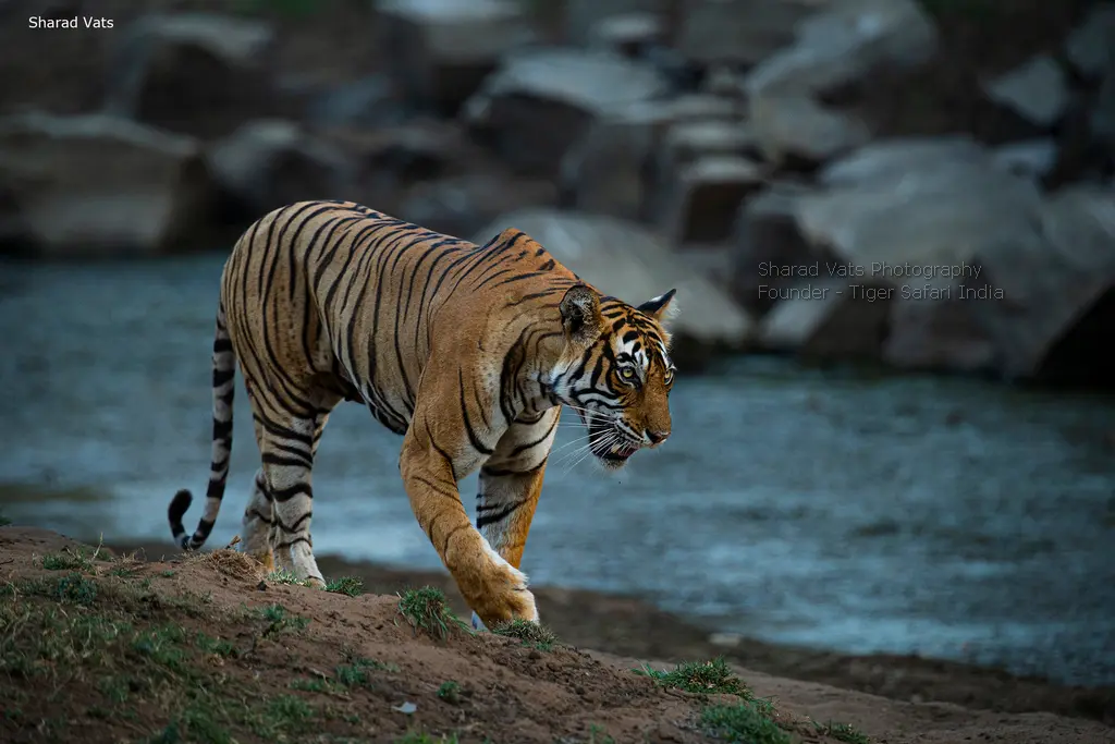 The Royal Bengal Tiger - Tiger Safari India