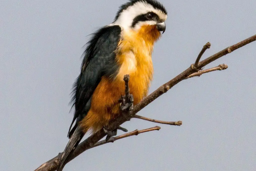 Collared Falconet sitting on tree branch Collared Falconet sitting on tree branch