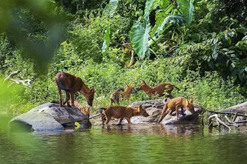 Indian Dhole hunts down prey