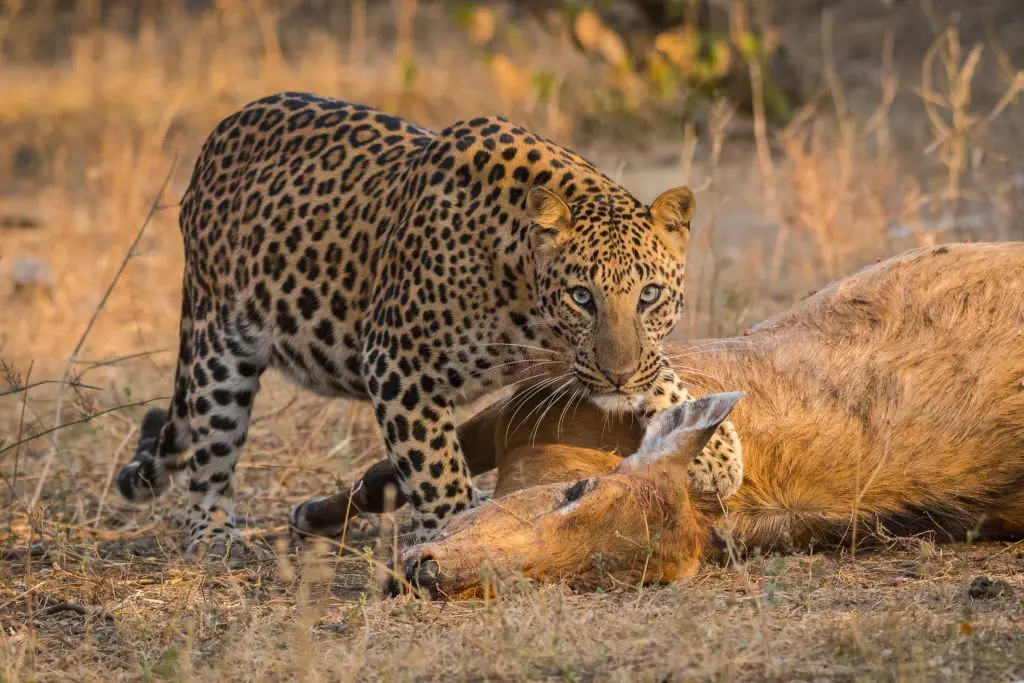 Indian leopard with its prey deer