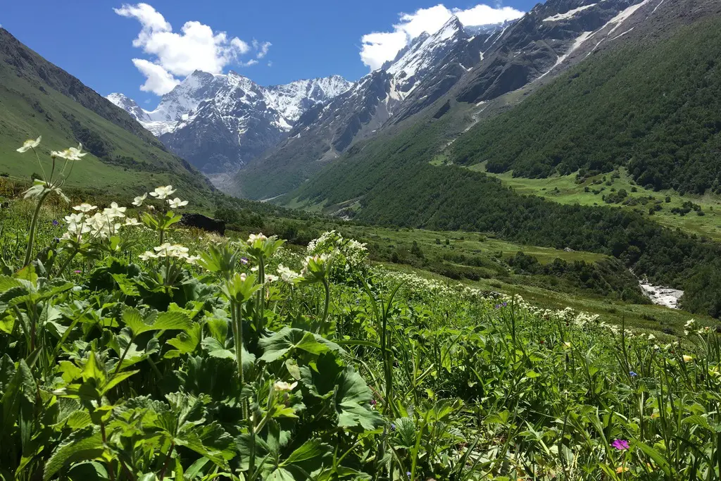 Alpine forests in india