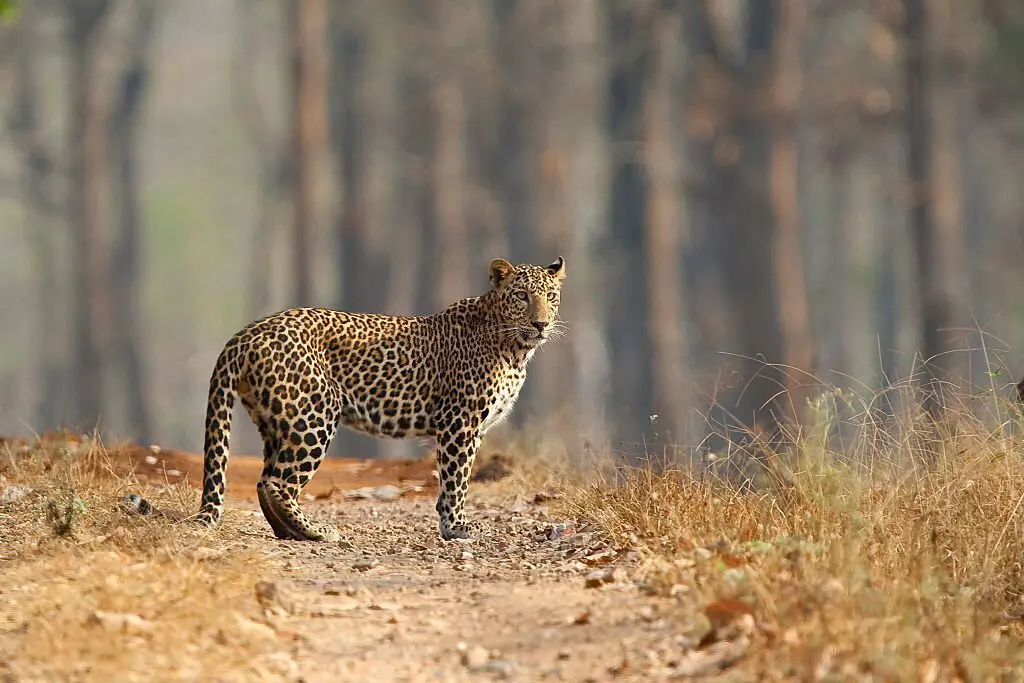 Indian leopard in pench national park spotted during leopard safari in india