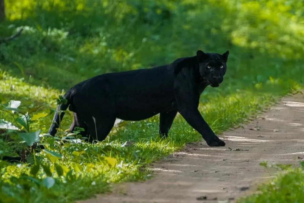 black leopard in pench national park