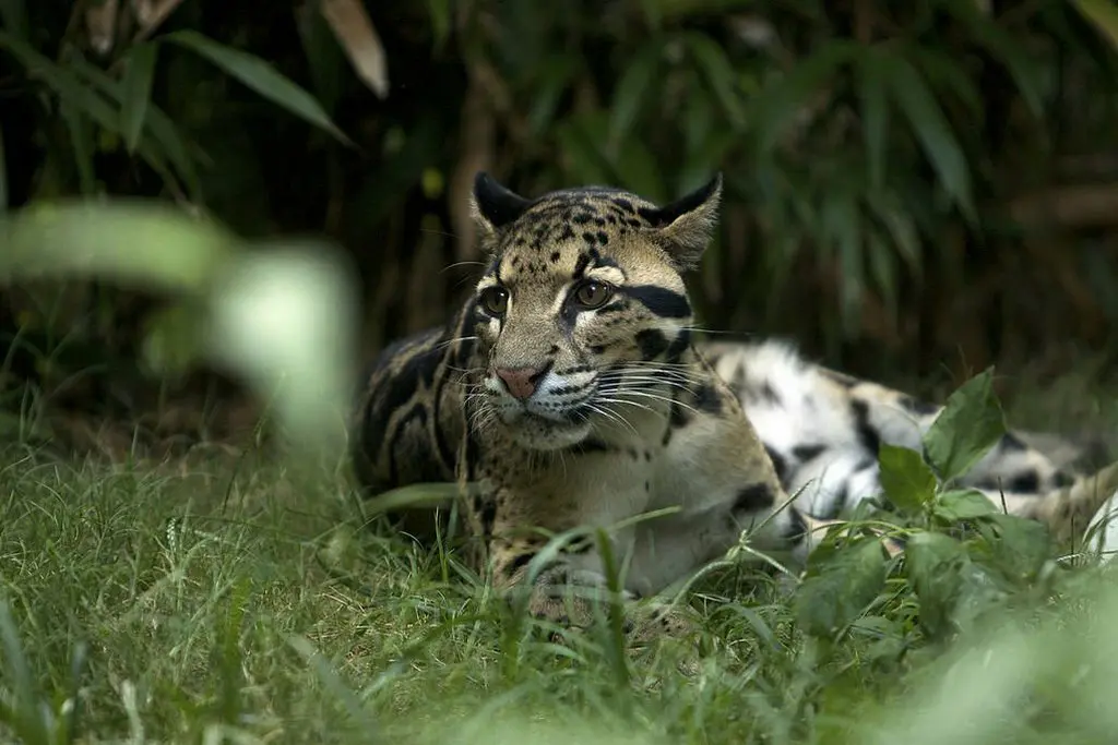 clouded leopard found in indian national park