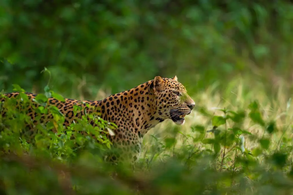 leopard at pench national park leopard at pench national park