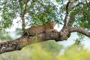 4 Leopards species in India & where to find them