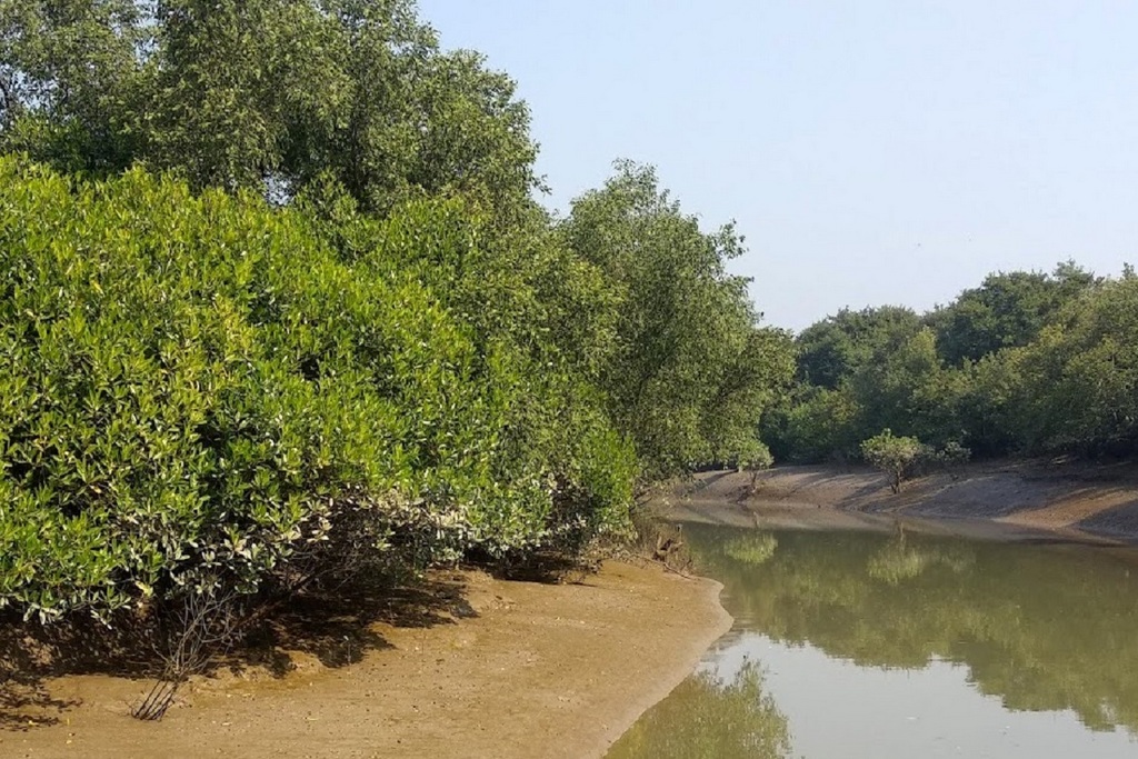 mangrove forests in india