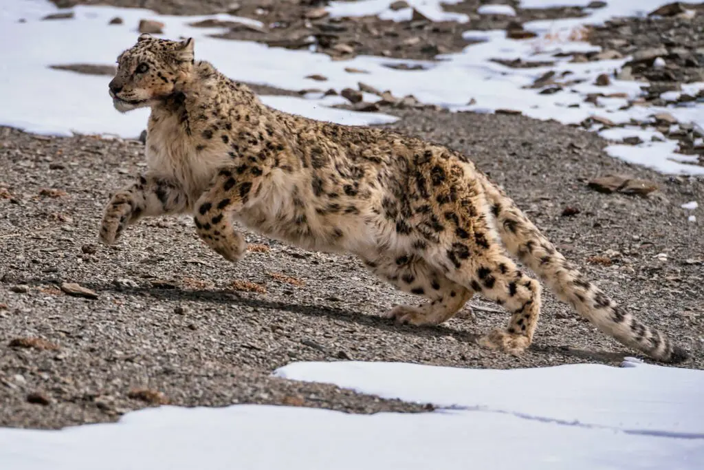 snow leopard in leh ladadkh in india