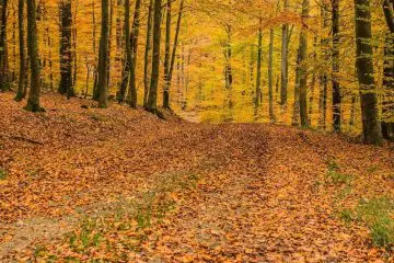 tropical moist deciduous forest india