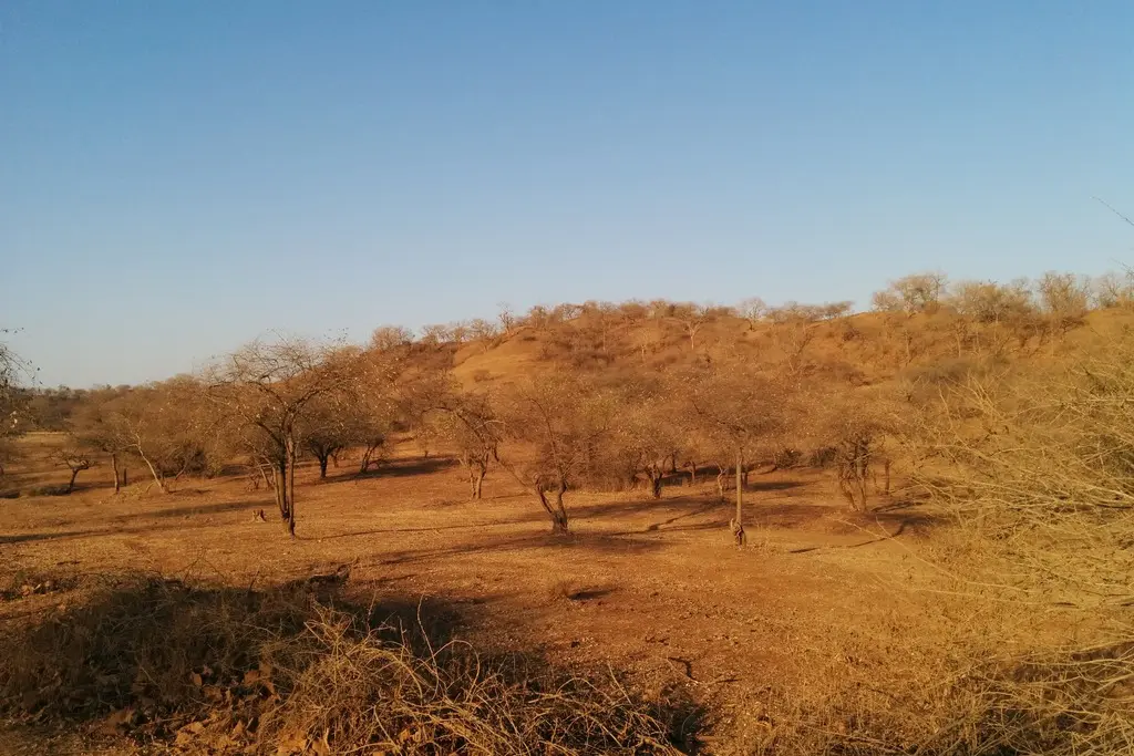 tropical dry deciduous forest india