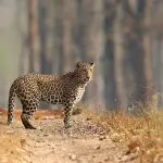 Five Reasons You Must Visit Nagarhole National Park