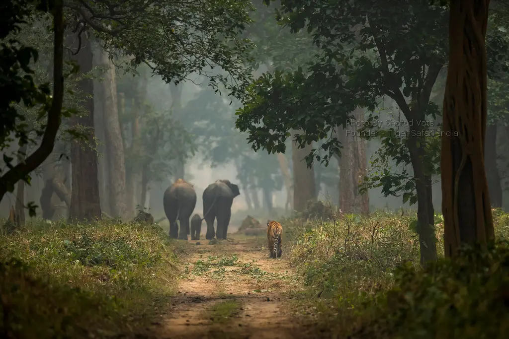 Bengal Tiger & Elephants in Dudhwa