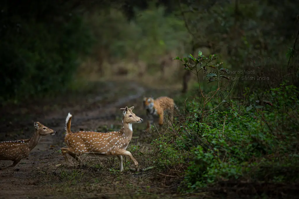 bengal tigers and deer in Valmiki national park