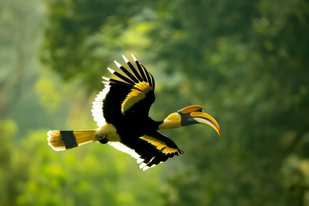 Hornbill clicked by birder in India