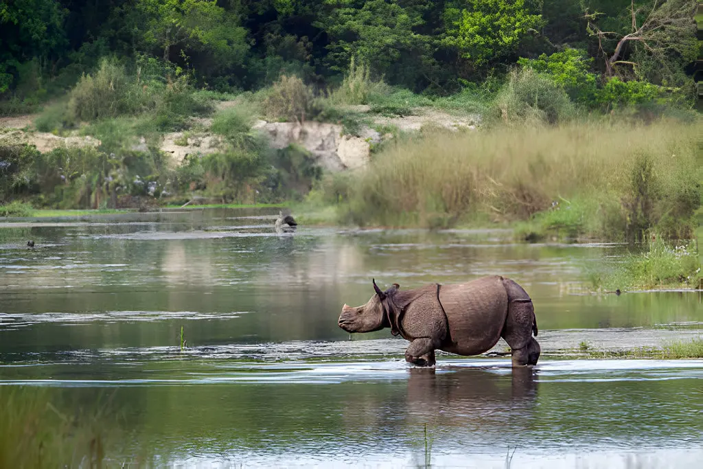 Indian rhino in kaziranga national park