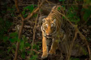 Top 5 Wildlife Adventures in India You Must Consider