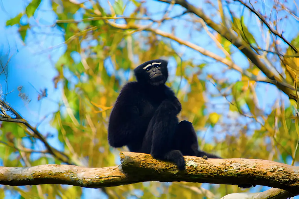 gibbon sighting in india
