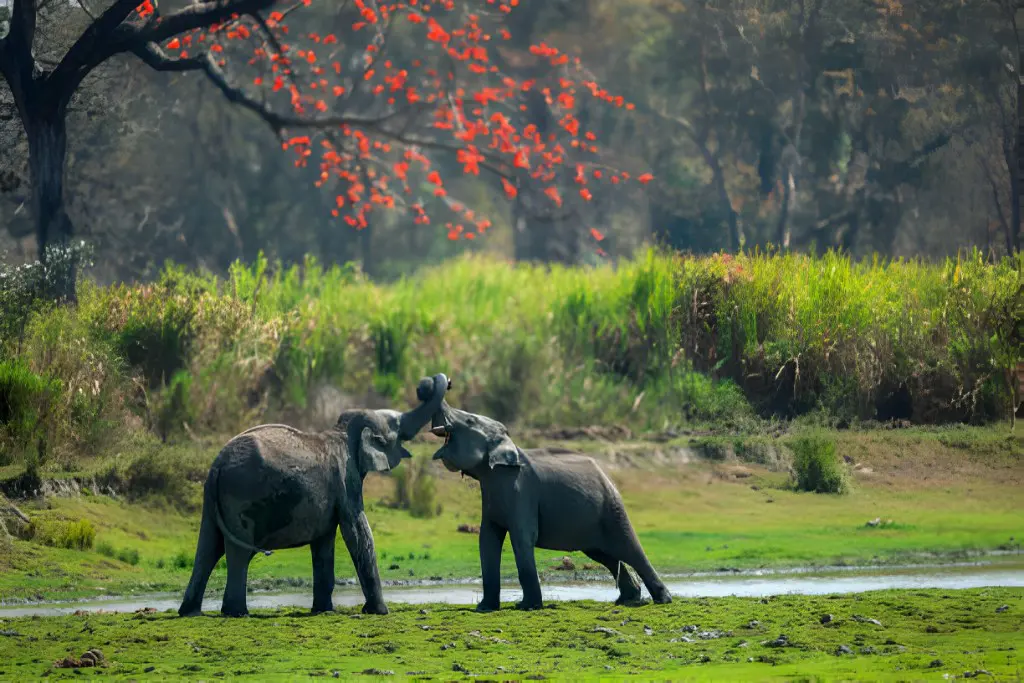 Elephants in corbett national park india