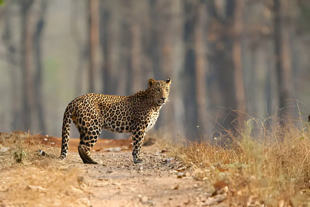 Indian leopard preying in kanha