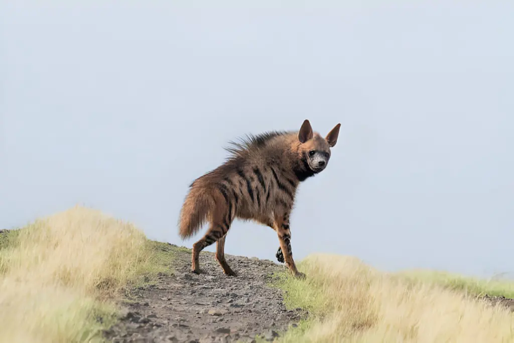Striped hyena in India searching for prey