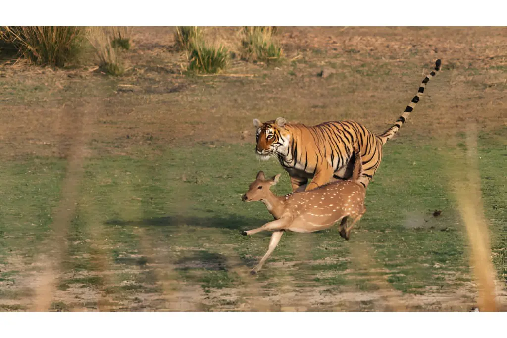 bengal tiger chasing and hunting deer in india