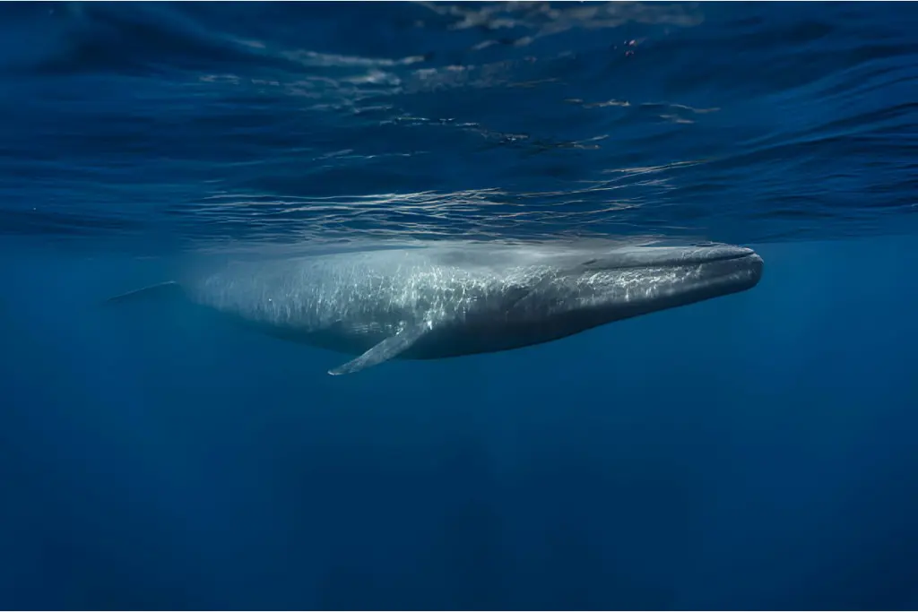blue whale in Indian ocean diet and prey