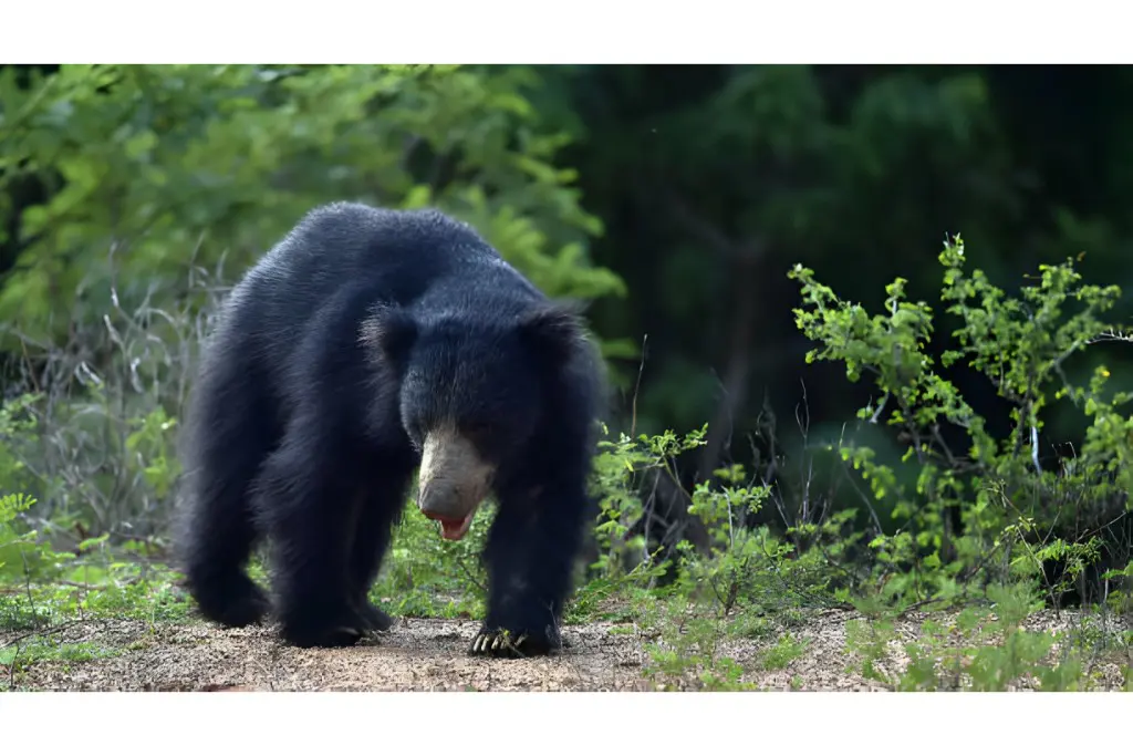 sloth bear searching for prey in Kanha national park
