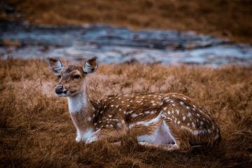 wildlife conservation (7)