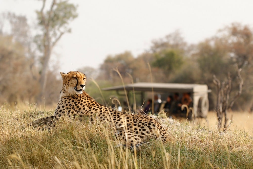 cheetah sightied on safari in africa