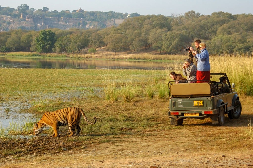 visitors enjoying tiger safari in ranthambore national park visitors enjoying tiger safari in ranthambore national park