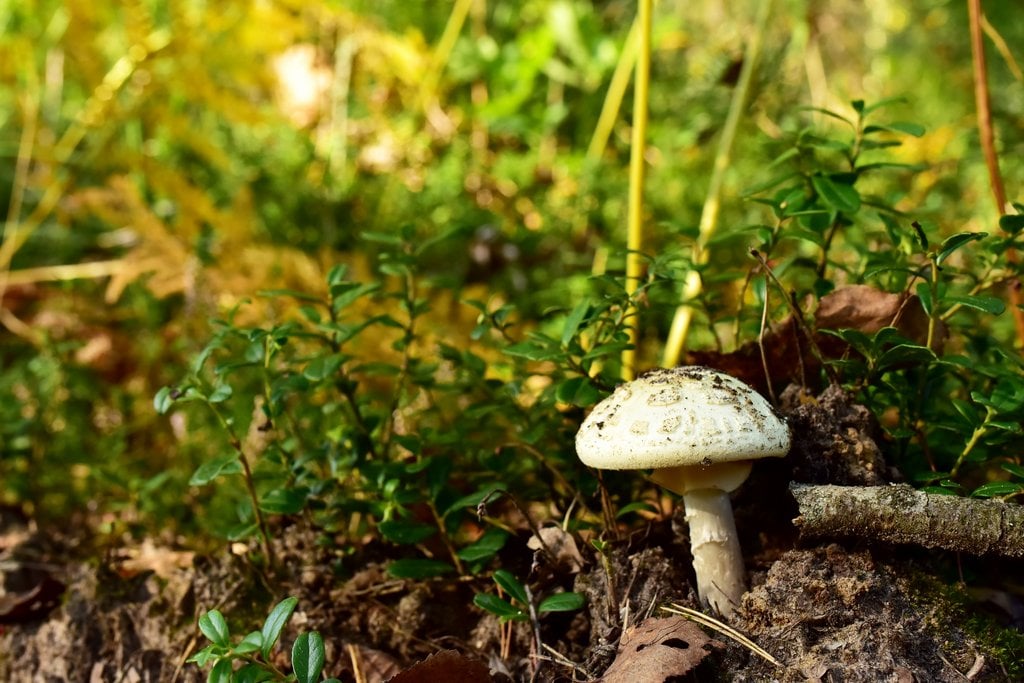 Fungis found in indian forests