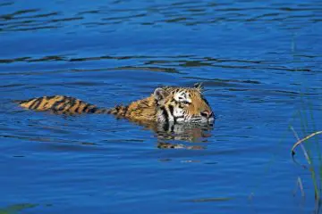 bengal tiger swimming in river