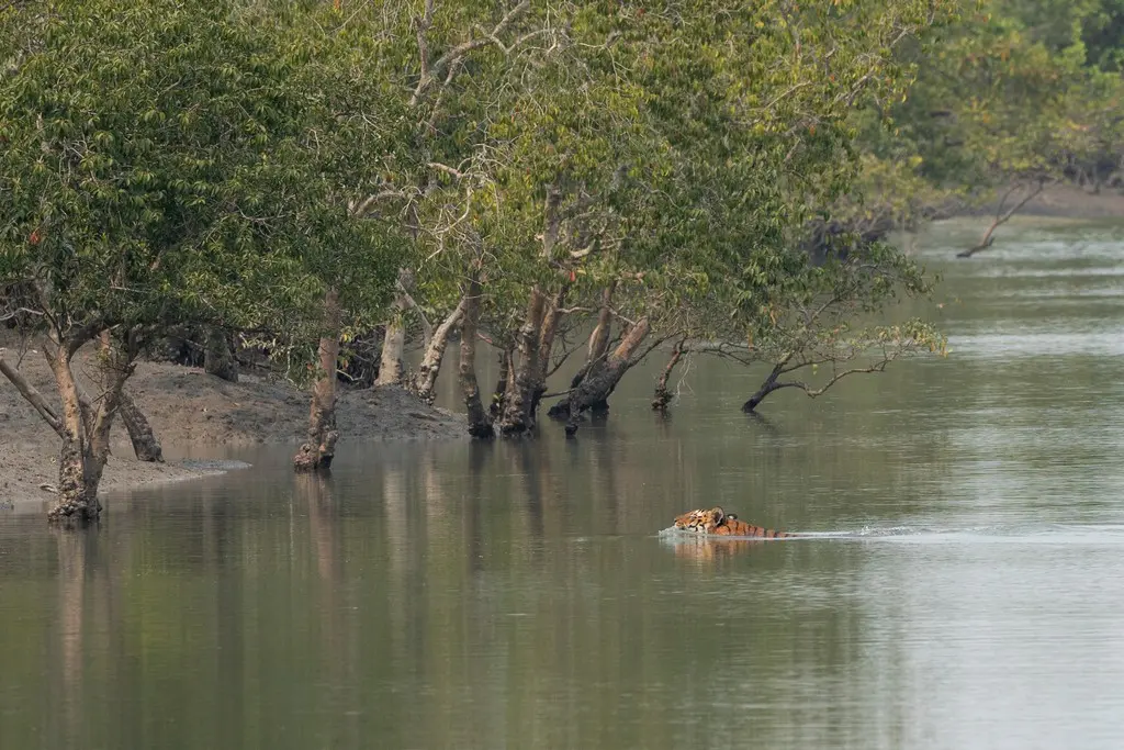 bengal tiger swimming in sundarbans national park bengal tiger swimming in sundarbans national park