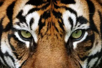 eyes of the tiger