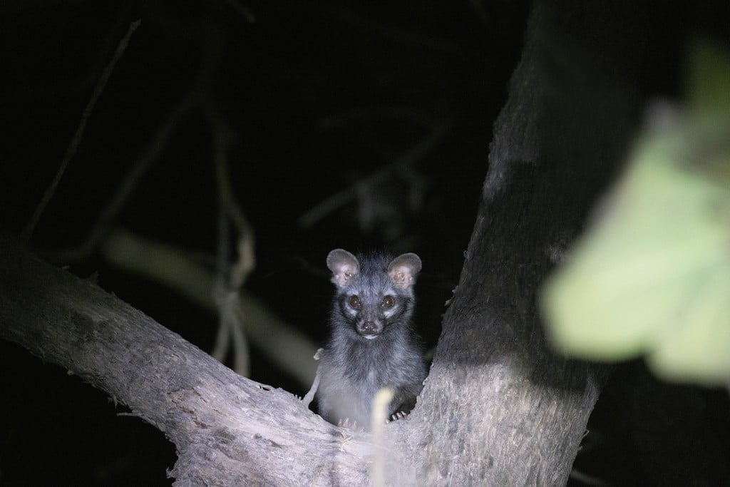 Indian Palm Civet, Paradoxurus hermaphroditus, Panna Tiger Reserve, Madhya Pradesh, India