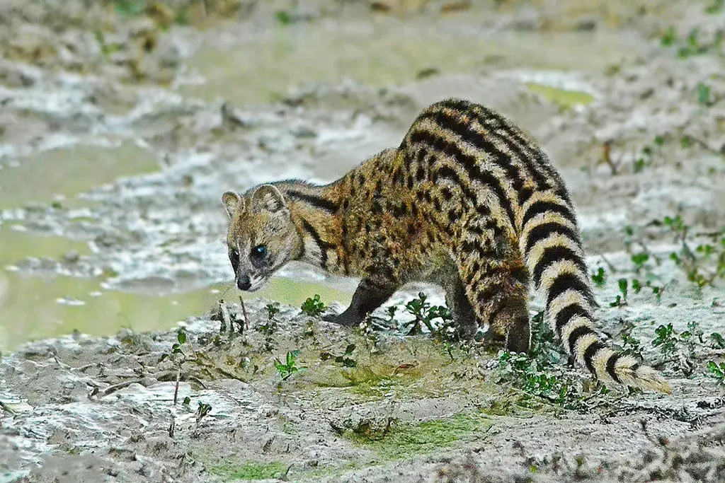 Small Indian Civet