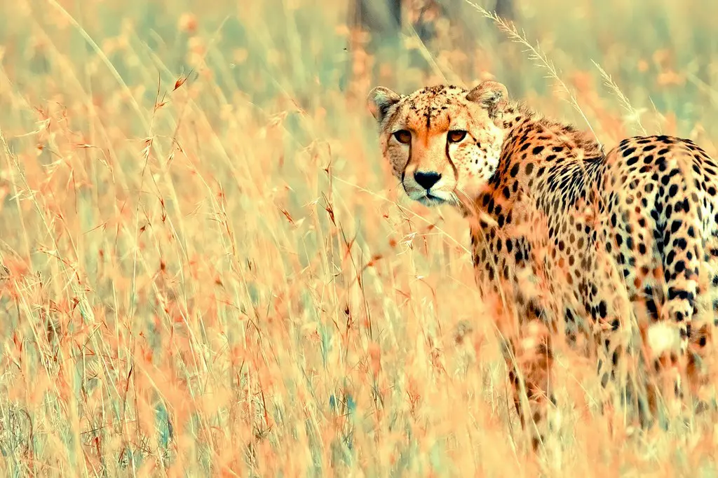 Cheetah In india