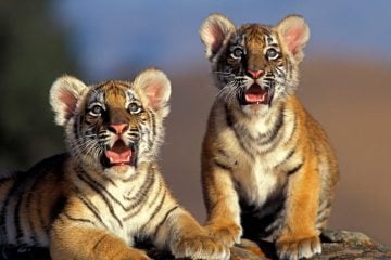 Bengal Tiger, panthera tigris tigris, Cub - comeback of tiger