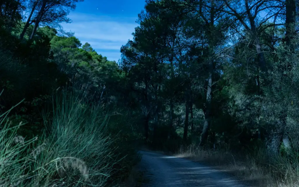 Indian junfgle during night safari