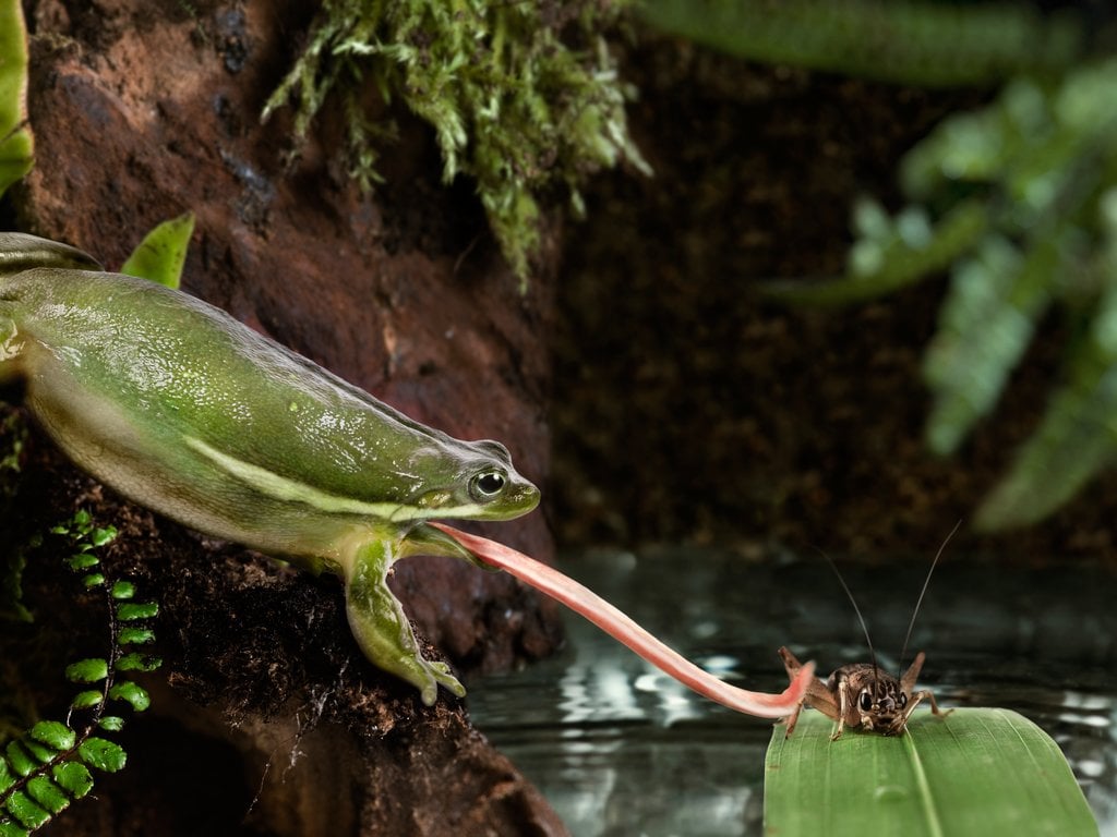 Labial Teeth of a frog
