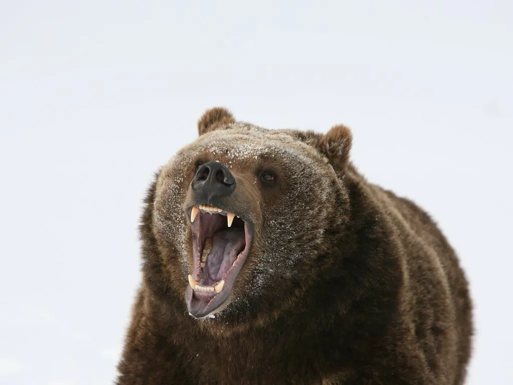 Molars of a beer used to crush bones