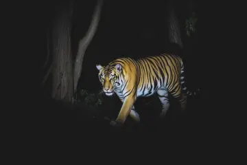Night tiger safari experience in India