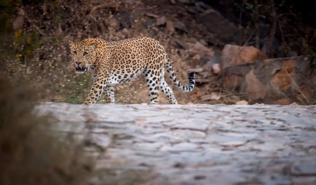 indian wild male leopard or panther side profile portrait walking or stroll in style with eye contact in summer season outdoor jungle safari at jhalana forest reserve jaipur india panthera pardus | leopard safari in bera