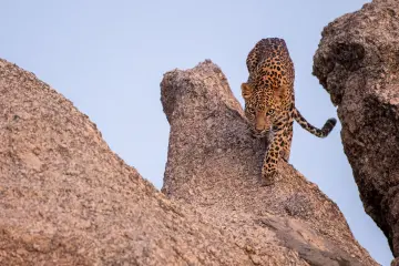A leopard seen on top of a granite hills of Jawai near Bera in Rajasthan | leopard safari in bera
