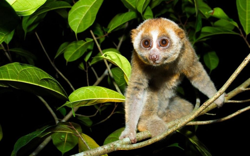 Slow Loris found in India