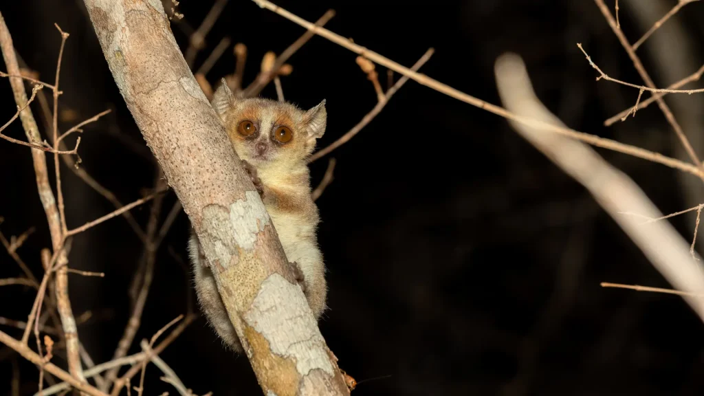 Smallest Primate – Madame Berthe’s Mouse Lemur (Microcebus berthae)