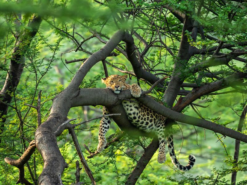 wild female leopard or panther resting on tree trunk or branch with eye contact in natural monsoon green background at forest or central india panthera pardus fusca