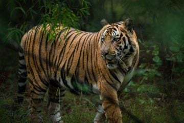 Madhya Pradesh A Wildlife Heaven of India