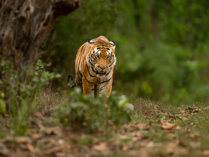 Madhya Pradesh A Wildlife Heaven of India